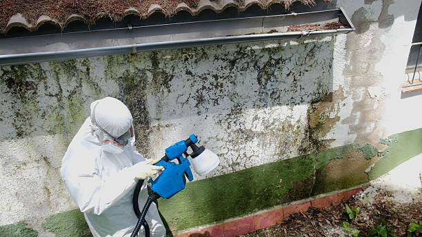 Top rated local Mold Removal specialists in Pipersville, PA